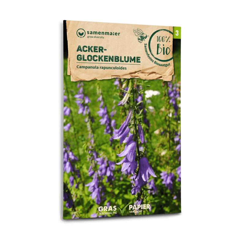 Acker-Glockenblume (Wildblume) - Campanula rapunculoides - BIOSAMEN