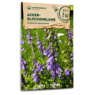 Acker-Glockenblume (Wildblume) - Campanula rapunculoides - BIOSAMEN