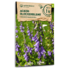 Acker-Glockenblume (Wildblume) - Campanula rapunculoides - BIOSAMEN