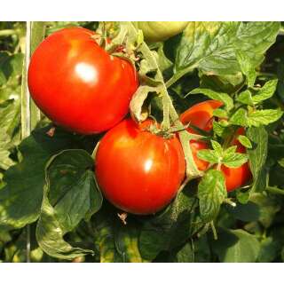 Tomate Königstomate - Lycopersicon esculentum -...