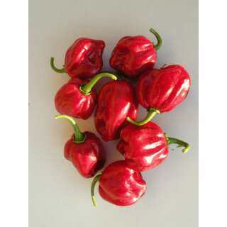 Chili Habanero rot - Capsicum annuum - Demeter biologische Samen