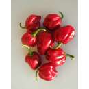 Chili Habanero rot - Capsicum annuum - Demeter biologische Samen