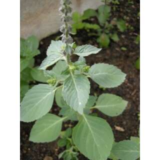 Basilikum, heiliges Tulsi - Ocimum sanctum - Demeter Biologische Samen