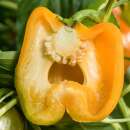 Paprika Orange Bell - Capsicum annuum - BIOSAMEN