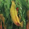 Paprika Yellow Banana Giant - Capsicum annuum - BIOSAMEN