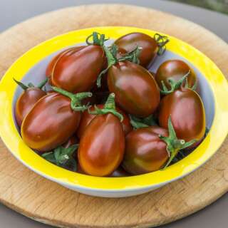 Tomate Chocolate Pear -  Solanum lycopersicum - Tomatensamen