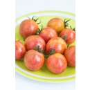 Tomate Artisan Pink Bumble Bee -  Solanum lycopersicum -...