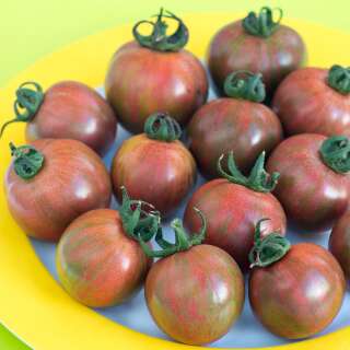 Tomate Artisan Purple Bumble Bee -  Solanum lycopersicum - Tomatensamen
