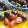 Tomate Indigo Cherry Drops -  Solanum lycopersicum - Tomatensamen