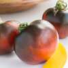 Tomate Indigo Apple -  Solanum lycopersicum - Tomatensamen