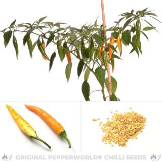 Chili Thai Large Orange - Capsicum annuum - Samen