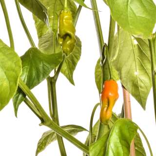 Chili Aji Amarillo - Capsicum baccatum - Samen