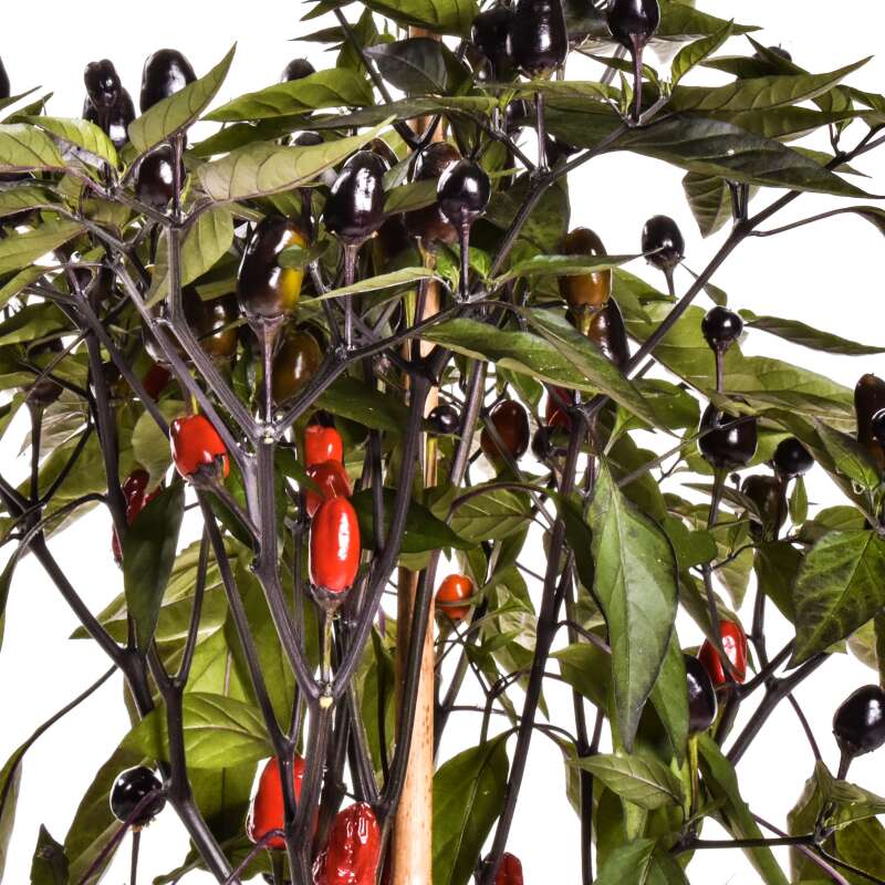 Chili Black Prince - Capsicum annuum - Samen
