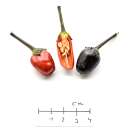 Chili Black Prince - Capsicum annuum - Samen