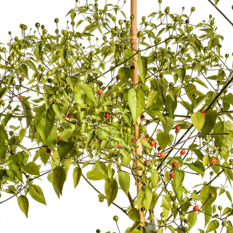 Chili Chiltepin Sonora Red - Capsicum annuum - Samen