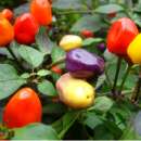 Chili Chinese 5 Color - Capsicum annuum - Samen