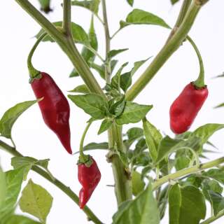 Chili Habanero Maya - Capsicum chinense - Samen