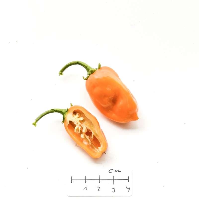 10x Chili Orange Habanero farbenen Früchten Samen Garten Pflanze Neu B912 