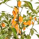 Chili Habanero Orange - Capsicum chinense - Samen