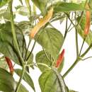 Chili Piri-Piri - Capsicum annuum - Samen