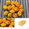 Chili Scotch Bonnet Foodarama Yellow - Capsicum chinense - Samen