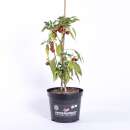 Chili Aji Cereza - Capsicum annuum - Samen