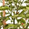 Chili Charapita rot - Capsicum chinense - Samen