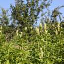 Agastache, Koreanische Minze À Fleurs Blanches -...