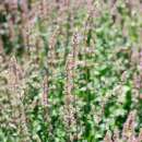 Agastache, Koreanische Minze - Agastache breviflora - BIOSAMEN