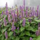 Agastache, Koreanische Minze - Agastache foeniculum -...