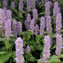 Agastache, Koreanische Minze - Agastache foeniculum -...