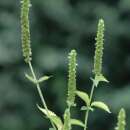 Agastache, Koreanische Minze - Agastache nepetoides - BIOSAMEN