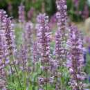 Agastache, Koreanische Minze - Agastache pallidiflora -...