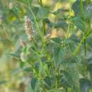 Agastache, Koreanische Minze - Agastache...