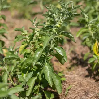 Ashwagandha - Withania somnifera - graines biologiques