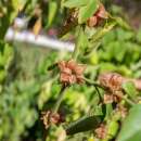 Ashwagandha, Schlafbeere - Withania somnifera - BIOSAMEN