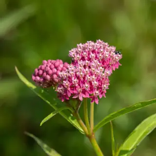 Sumpf-Seidenpflanze - Asclepias incarnata - BIOSAMEN