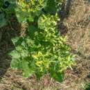 Tabak, Rauchtabak Delaware Indian Sacred - Nicotiana rustica - BIOSAMEN