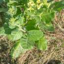 Tabak, Rauchtabak Delaware Indian Sacred - Nicotiana rustica - BIOSAMEN
