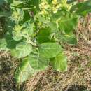 Tabak, Rauchtabak Delaware Indian Sacred - Nicotiana...