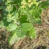 Tabak, Rauchtabak Delaware Indian Sacred - Nicotiana rustica - BIOSAMEN