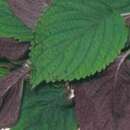 Shiso Tia To (aus Vietnam) - Perilla frutescens - BIOSAMEN