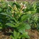 Tabak, Rauchtabak Ege - Nicotiana tabacum - BIOSAMEN