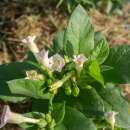 Tabak, Rauchtabak Ege - Nicotiana tabacum - BIOSAMEN