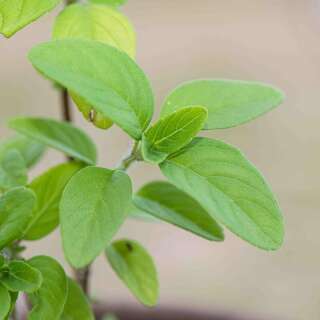 Basilikum, heiliges Kapura Tulsi - Ocimum...