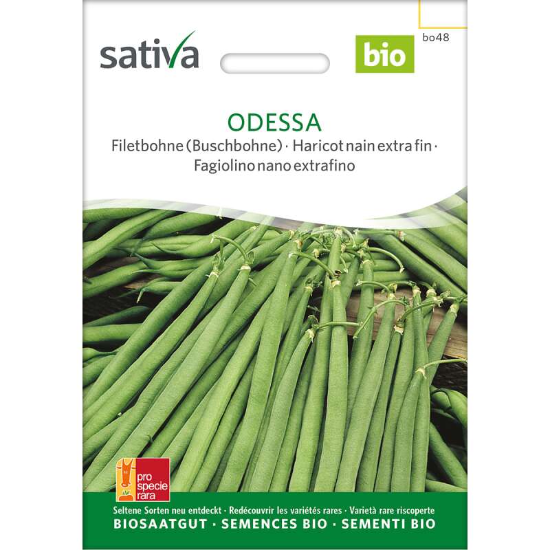 Buschbohne Odessa - Phaseolus vulgaris - BIOSAMEN