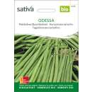 Buschbohne Odessa - Phaseolus vulgaris - BIOSAMEN