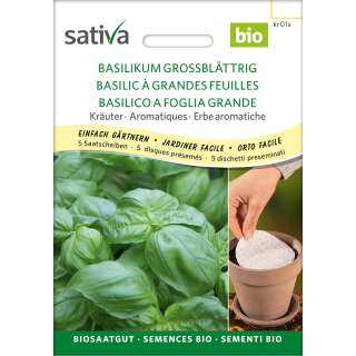 Basilikum grossblättrig - Ocimum basilicum -...