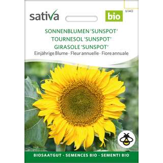 Sonnenblume Sunspot - Helianthus annuus  - BIOSAMEN