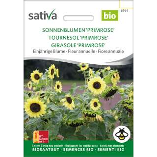 Sonnenblume Primose - Helianthus annuus  - BIOSAMEN